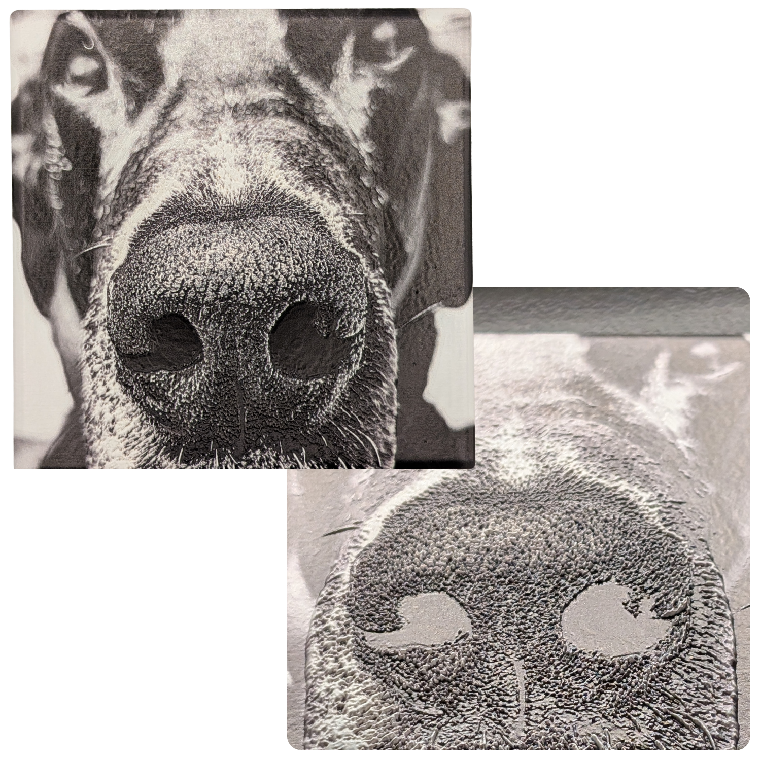 A close up of a great Dane that prominently features his nose is printed ona square ceramic coaster. A second picture is taken at an extreme angle showing the detailed texture of his nose print on the ceramic media.