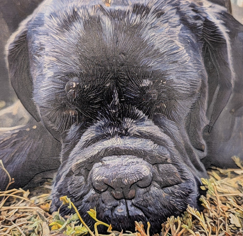A square canvas print featuring a close-up portrait of a black dog resting on dry grass, displayed against a light gray wall.