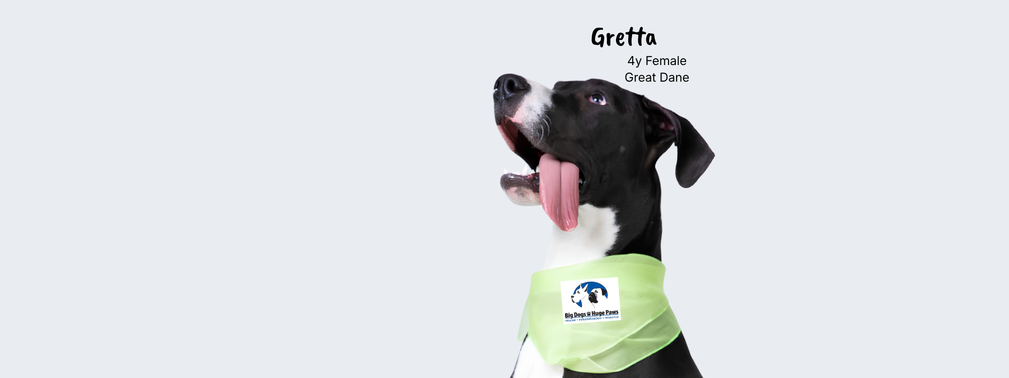 A black and white Great Dane wearing a light green bandana with Big Dogs Huge Paws rescue logo, set against a solid light gray background with text reading 'Gretta by Female Great Dane' at the top.