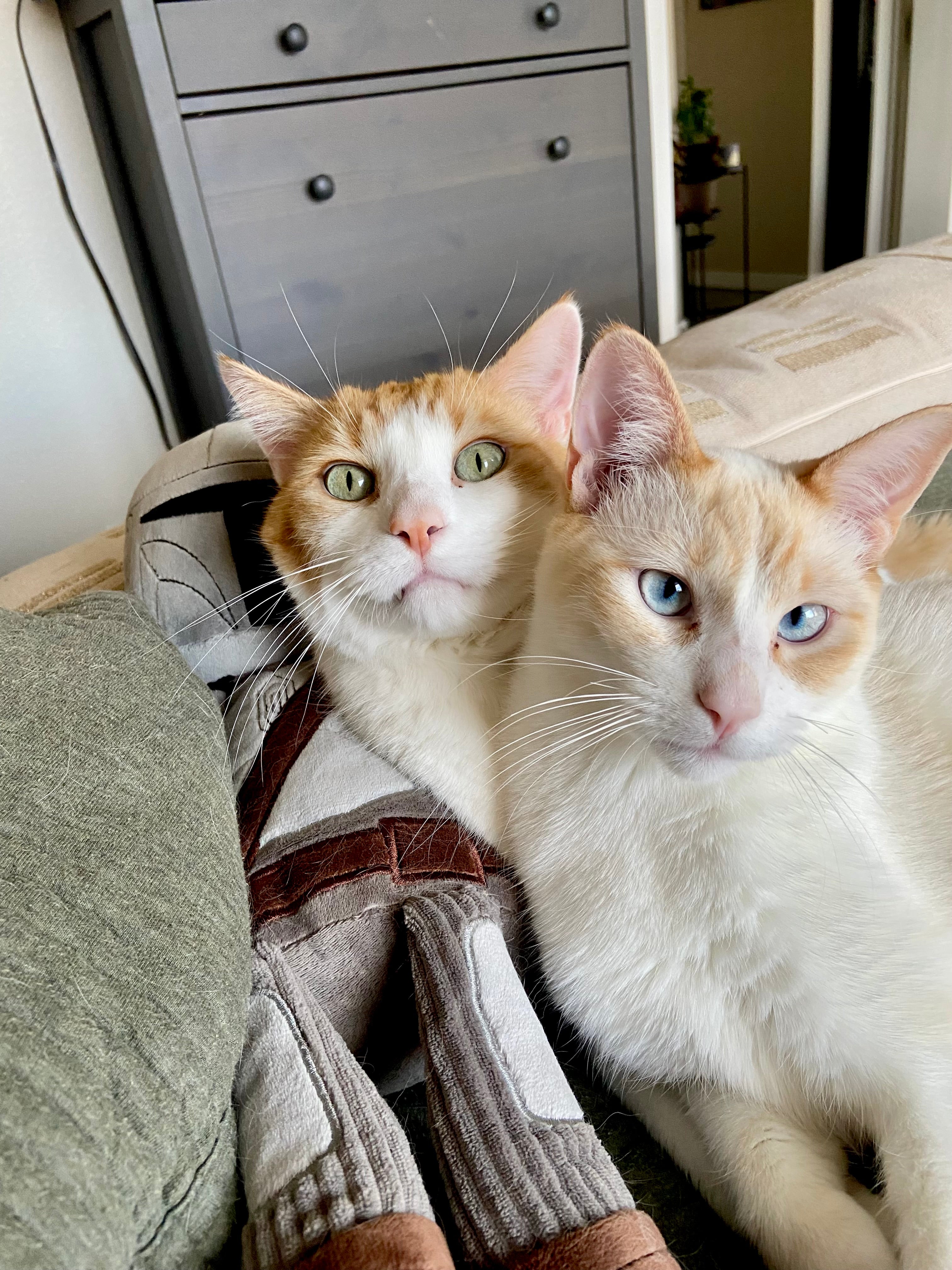 Oliver & Zuko