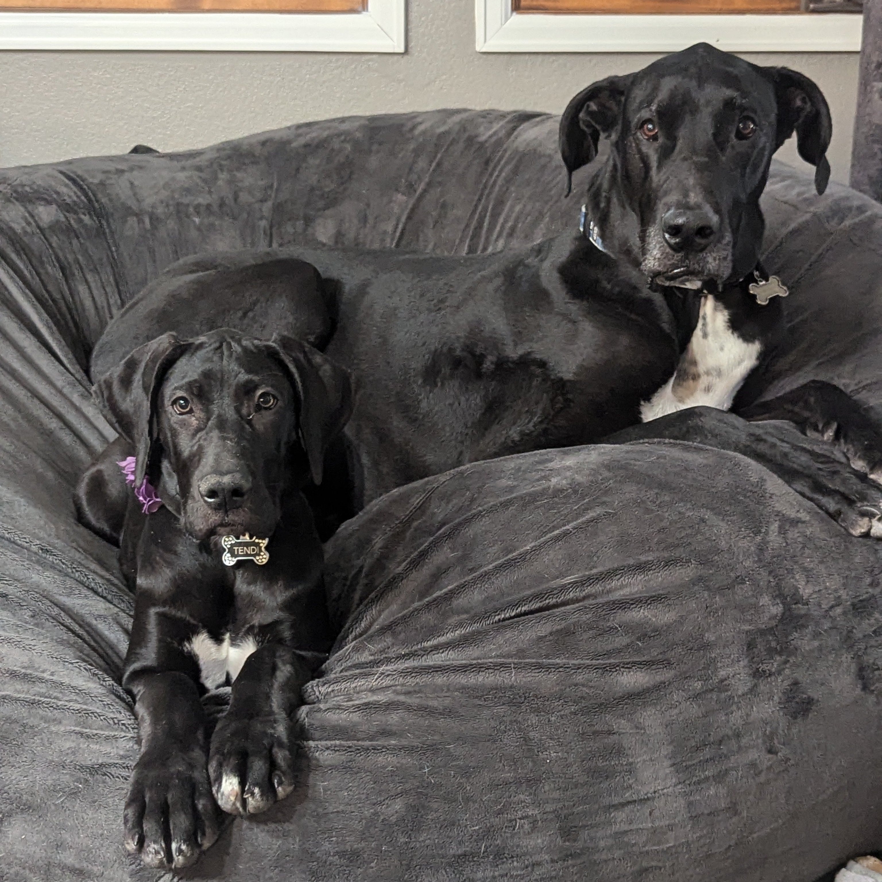 Two black dogs on a grey bean bag chair