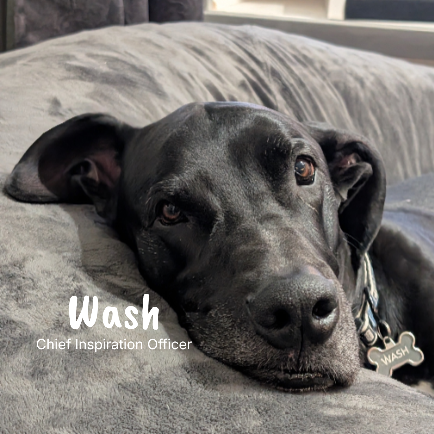 A black Great Dane resting on a gray blanket with a collar tag that says 'Wash' and text overlay reading 'Wash Chief Inspiration Officer'.