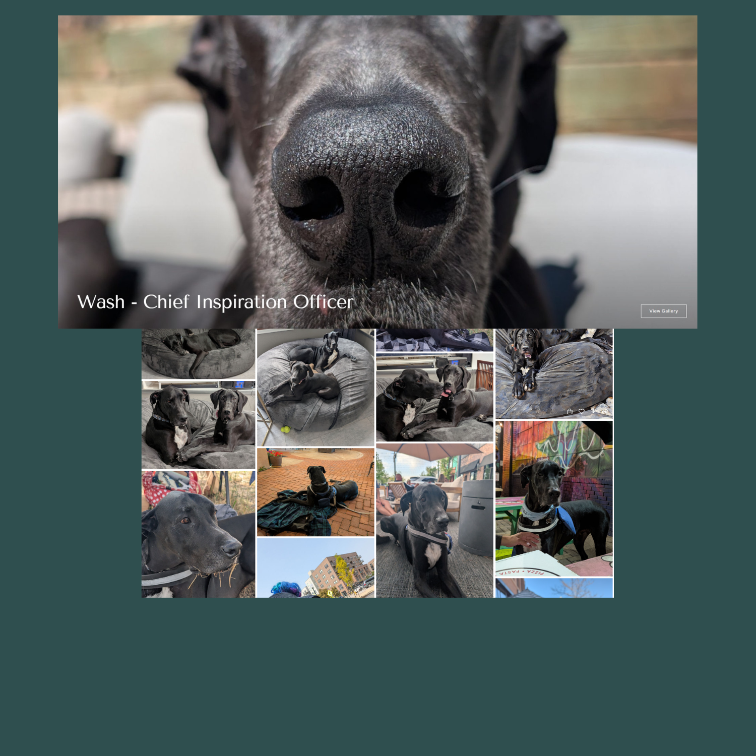 A collage-style promotional graphic featuring a large close-up of a black dog's nose and face at the top, with the text 'Wash - Chief Inspiration Officer' and a grid of smaller photos showing a dog wash or grooming experience below.