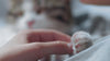 Video of female hand rubbing a cat's paw. It is covered in white fur and has pink paw pads. The tabby and white cat is blurred in the background.