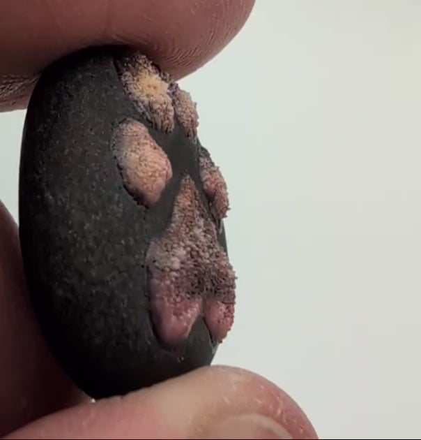 Small Paw on a rock