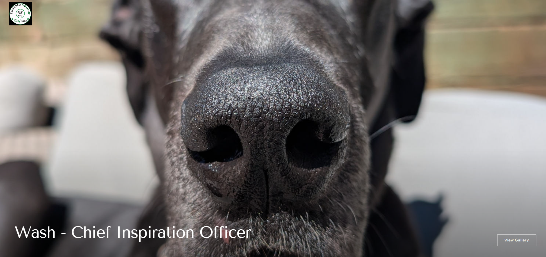 A close-up photograph of a dark gray Great Dane dog's nose and snout, with a blurred outdoor background. Text at the bottom reads 'Wash - Chief Inspiration Officer'.