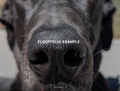 Add FloofFolio Digital Memory Gallery